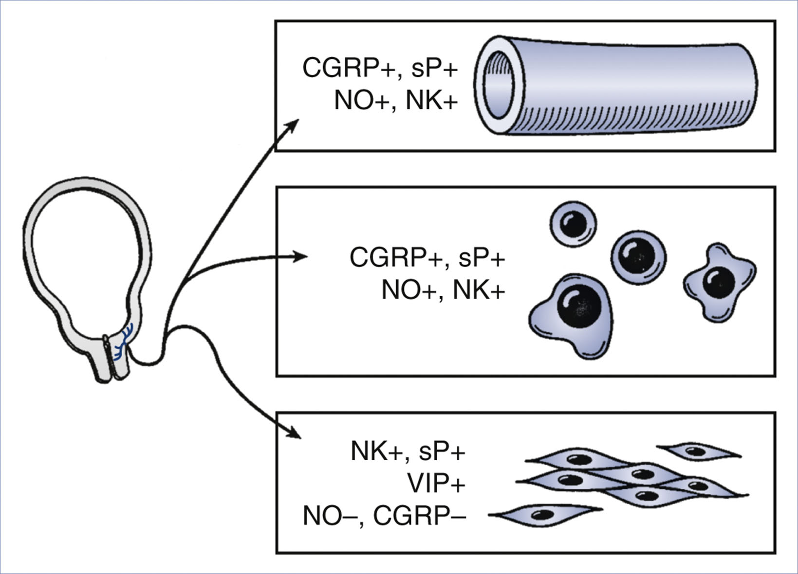 An illustration shows a uterus with arrows pointing to three boxes listing neurochemical markers and associated tissue types.