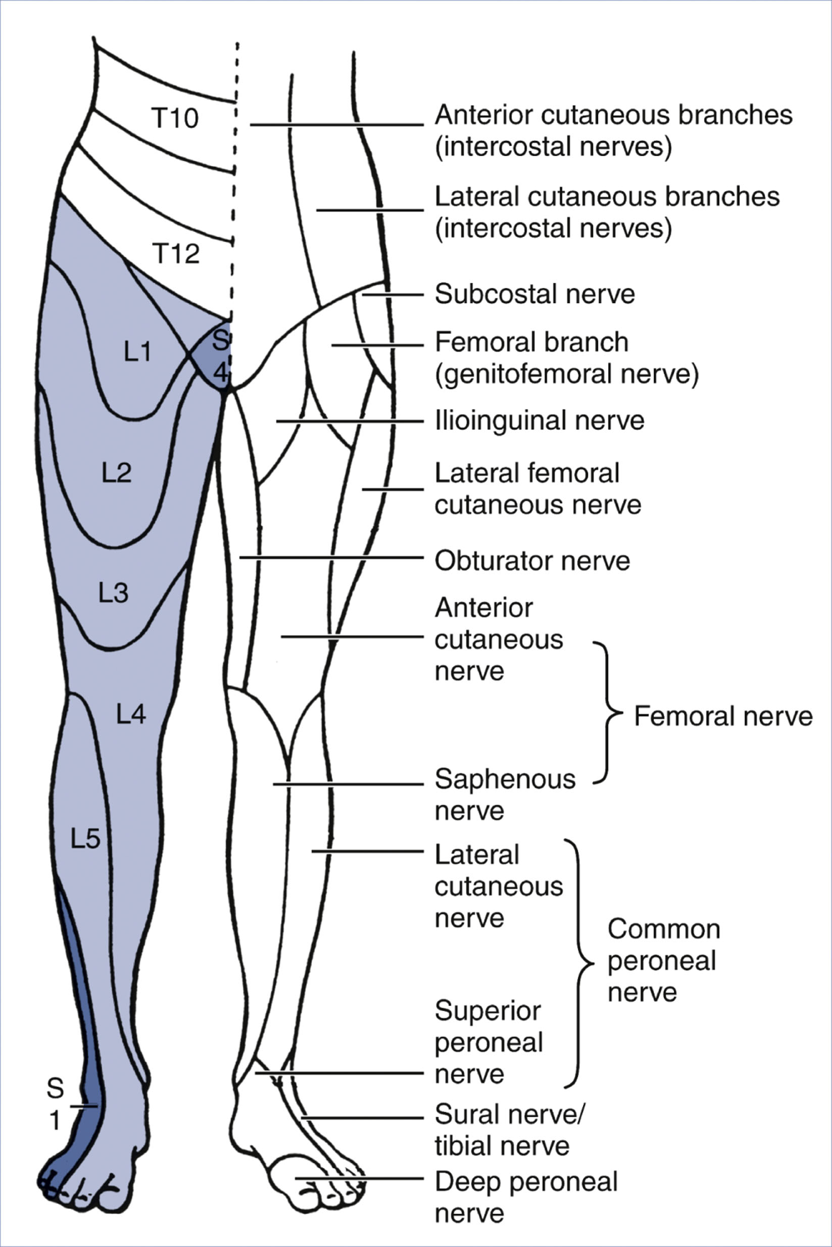 A diagram shows dermatomal and peripheral sensory nerve distributions in the right and left lower limbs.