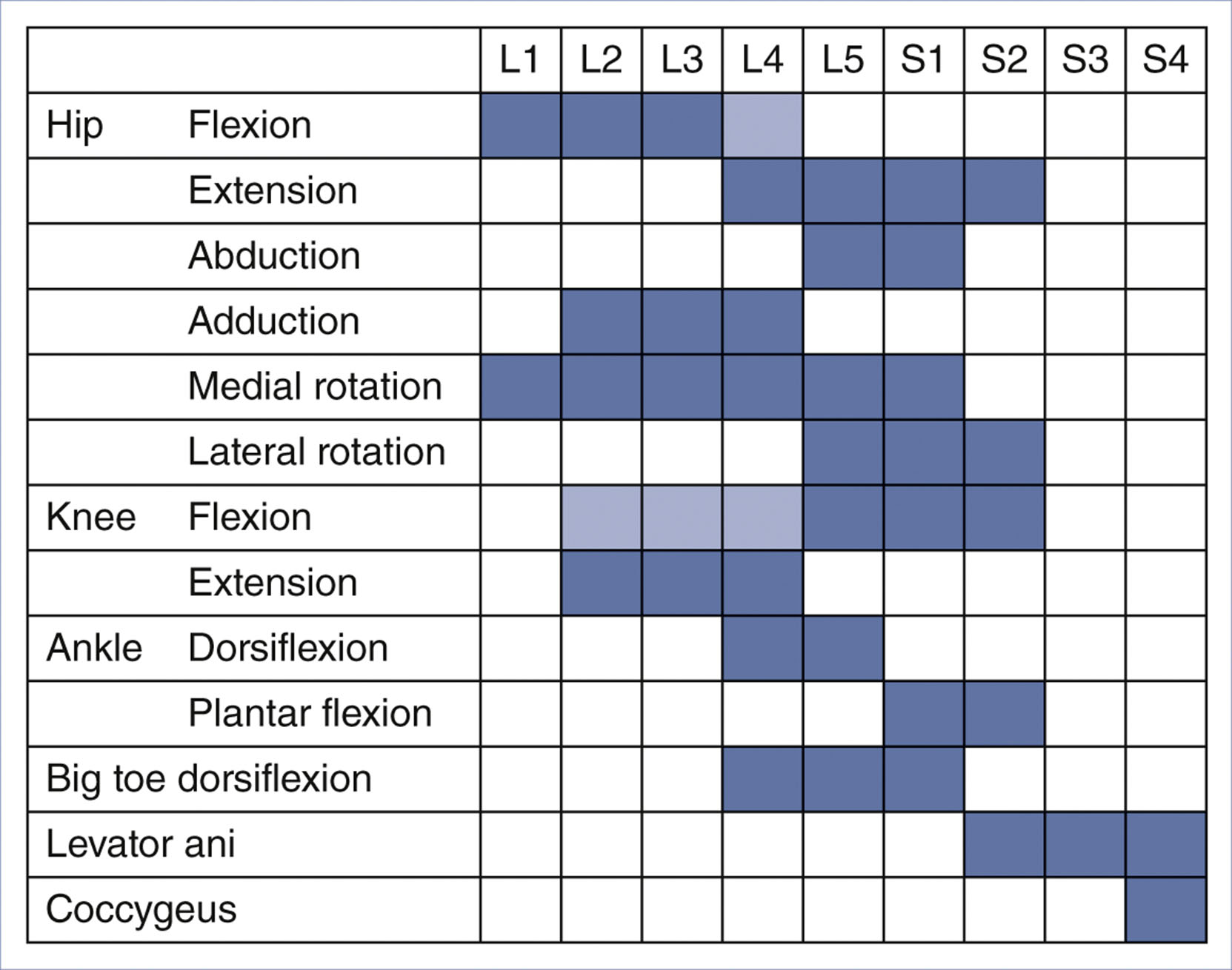 A table shows spinal segment contributions to leg joint movements from L 1 to S 4.