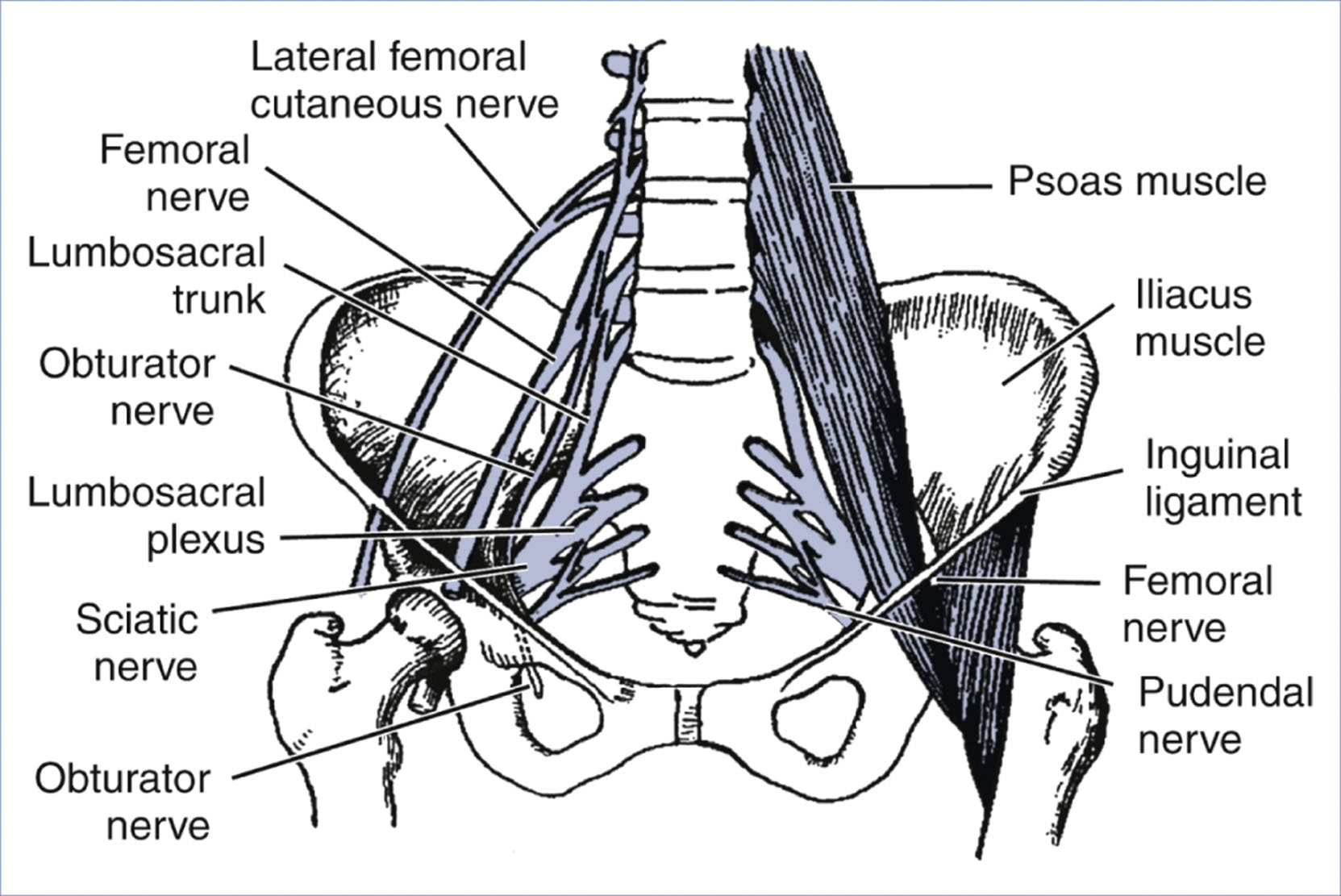 A labeled diagram shows the principal nerves and muscles in the pelvis, including the femoral and obturator nerves.