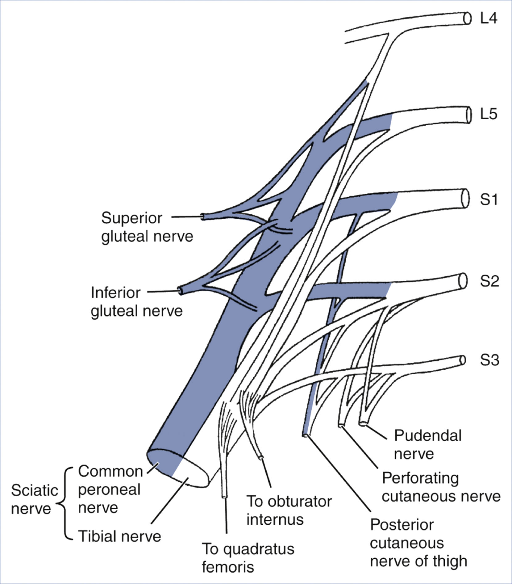 A diagram shows the sacral plexus with labeled branches and spinal nerve roots from L 4 to S 3.