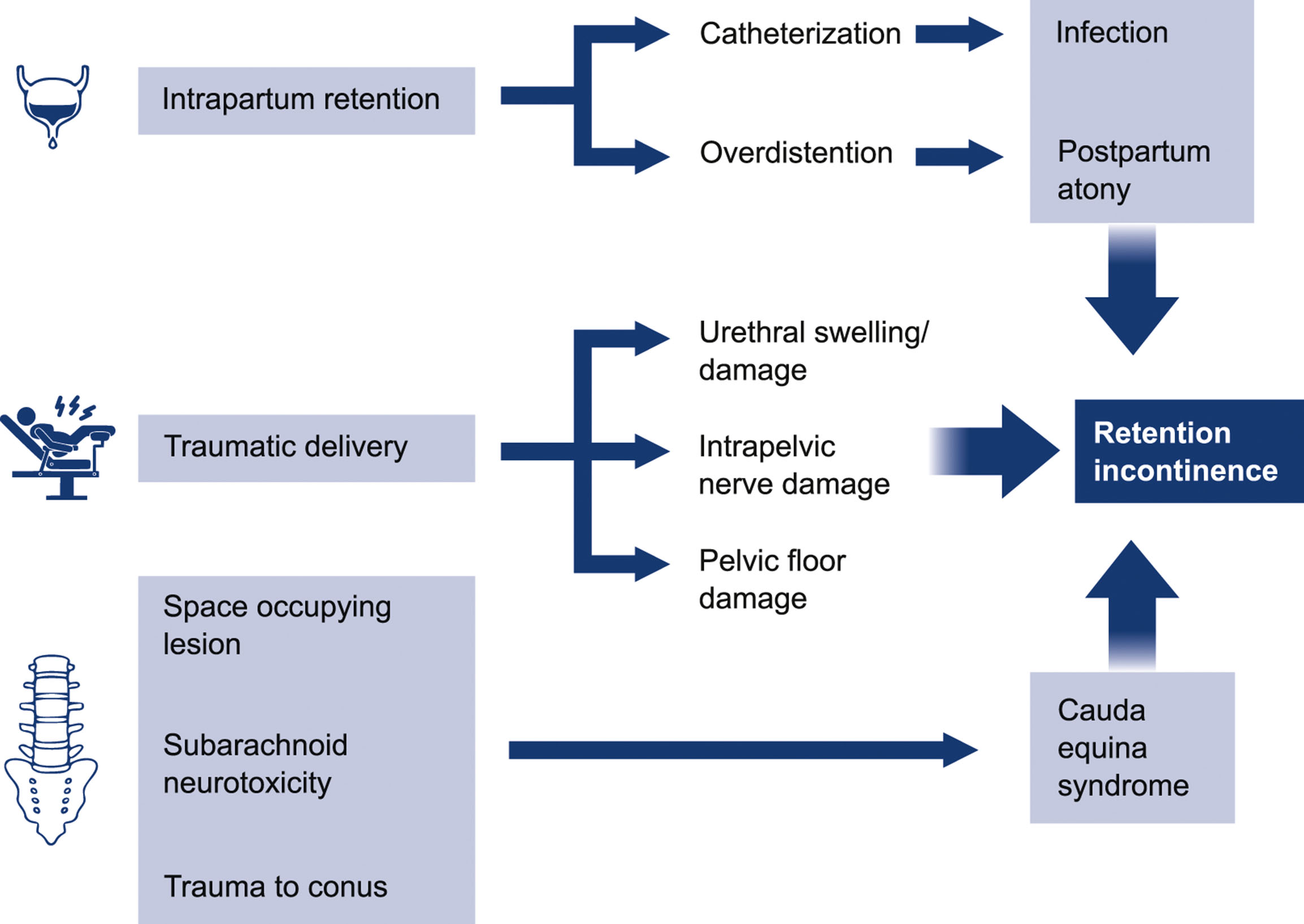 A flow diagram outlines multiple pathways leading to retention incontinence following parturition.