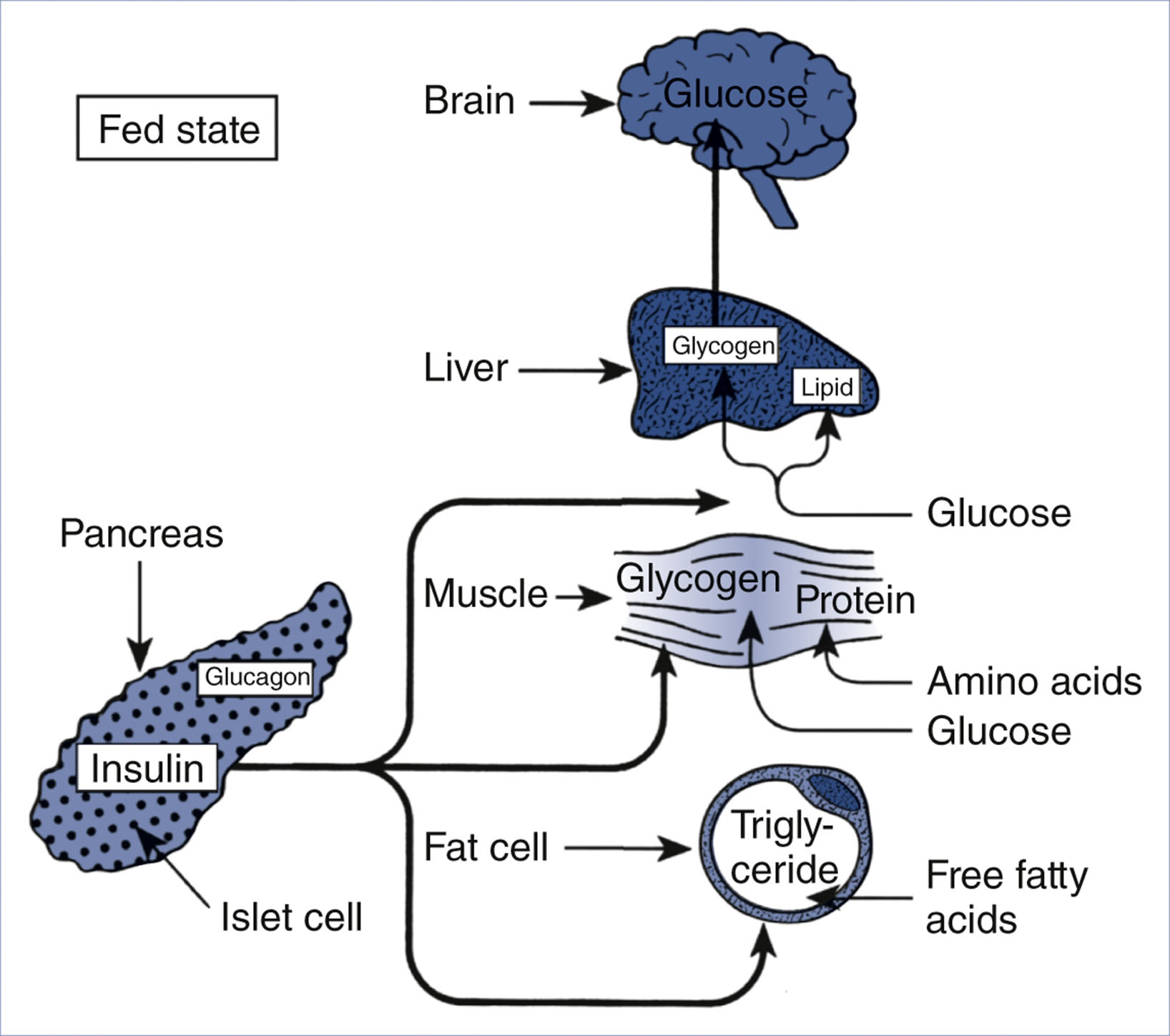 A diagram of substrate use in the fed state with arrows shows insulin directed glucose, glycogen, protein, and lipid pathways.
