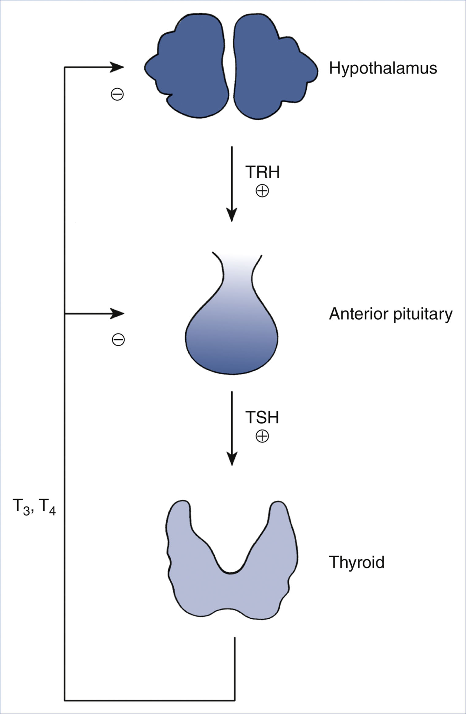 A diagram of hormonal feedback control involves the hypothalamus, anterior pituitary, and thyroid.