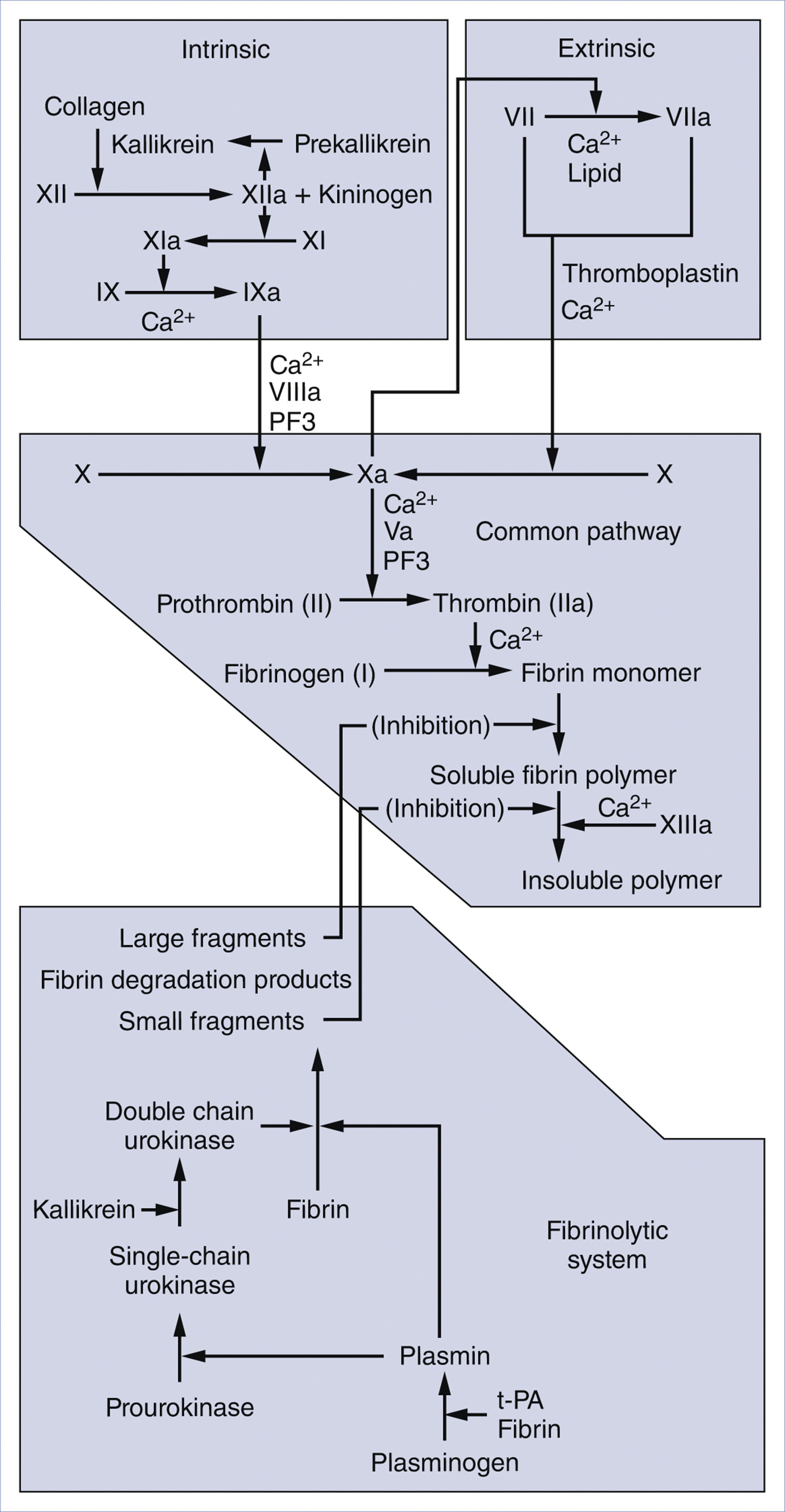 A flowchart presents the intrinsic, extrinsic, and common coagulation pathways along with the fibrinolytic system using numbered clotting factors.