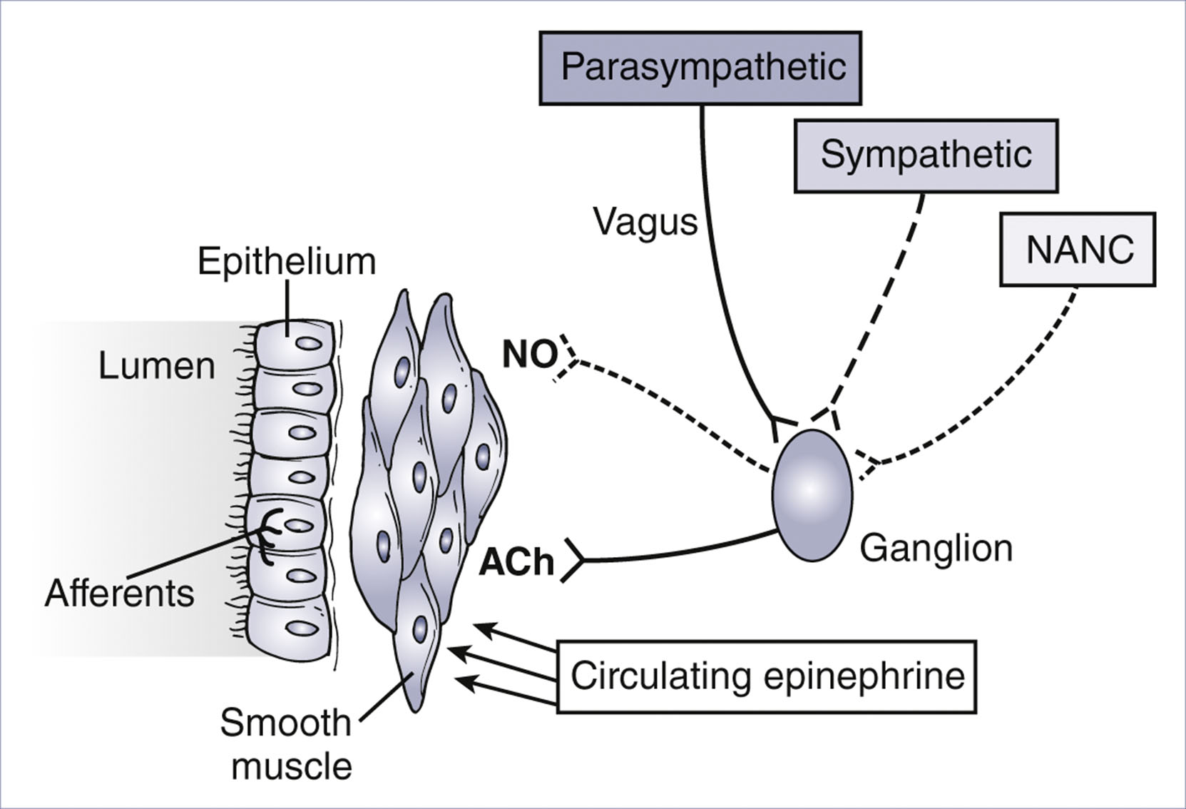A diagram illustrates neural control of the airway, with parasympathetic, sympathetic, and N A N C pathways influencing ganglia and smooth muscle.